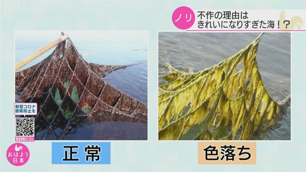 日本紫菜產量直線下滑   竟因排放汙水減少海水「太乾淨」