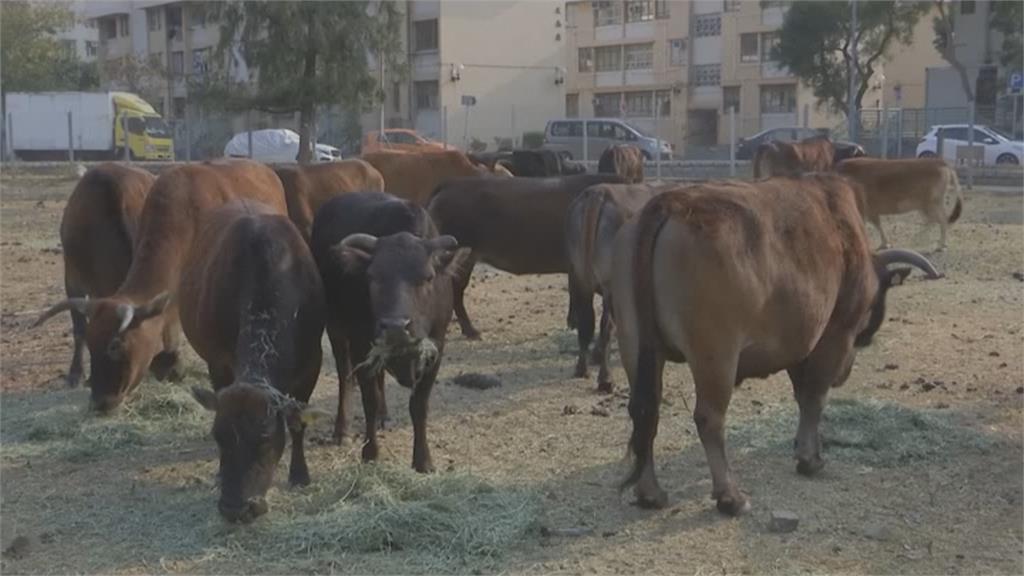 香港野生水牛棲息地  大嶼山恐遭開發破壞