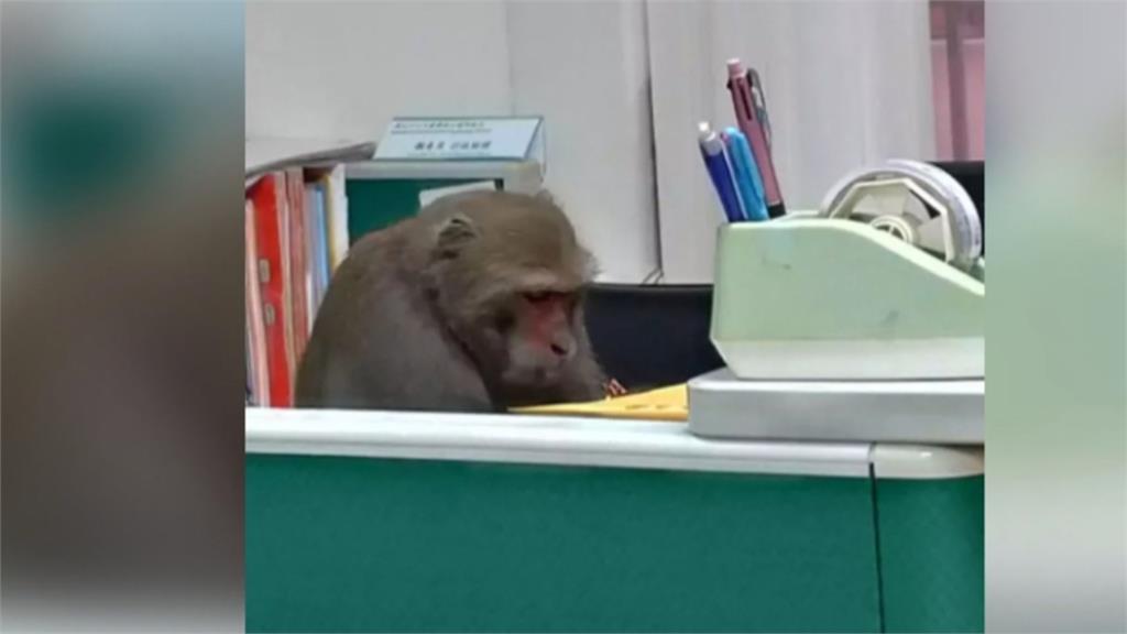 這位教授長得不太一樣...獼猴坐辦公桌前引發熱議