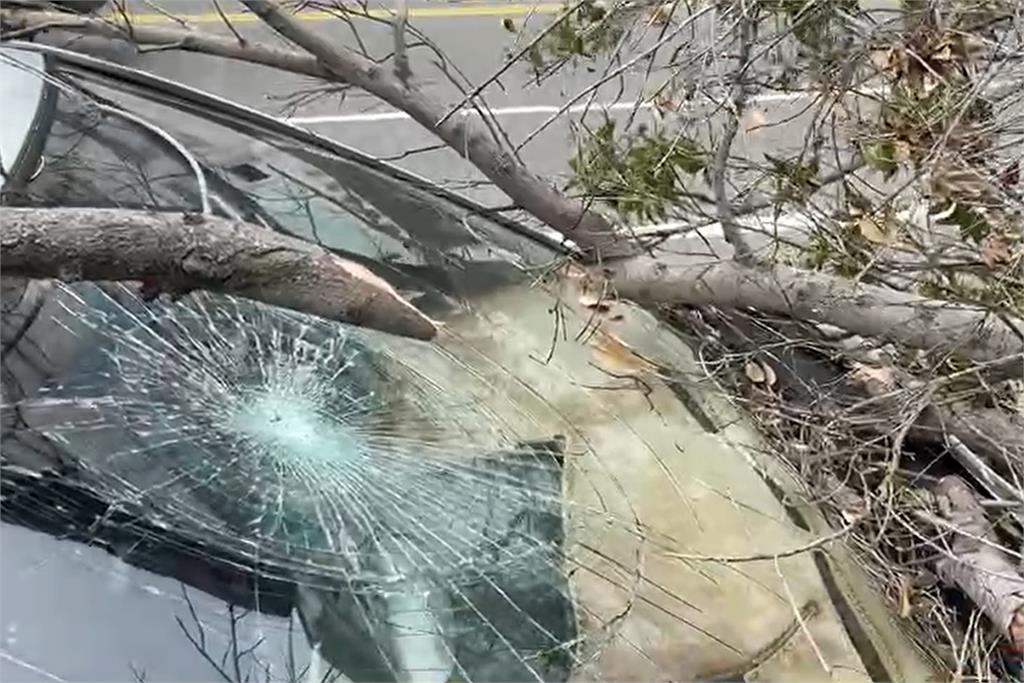 快新聞／台東午後刮強風樟樹整棵被吹斷 轎車擋風玻璃碎裂、車頭板金毀損