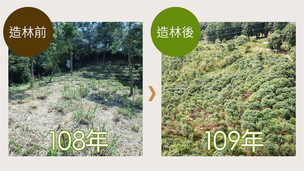 3年種4.5萬棵樹！美安台灣投入千萬造林，守護大地之肺