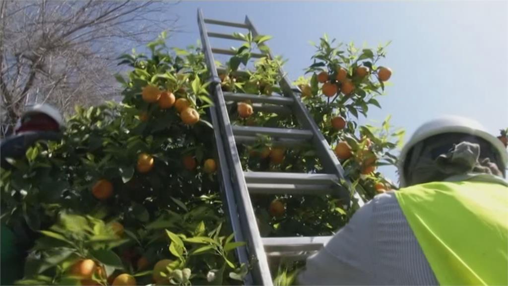 橘子發酵竟然能發電 一噸可供5戶日用電