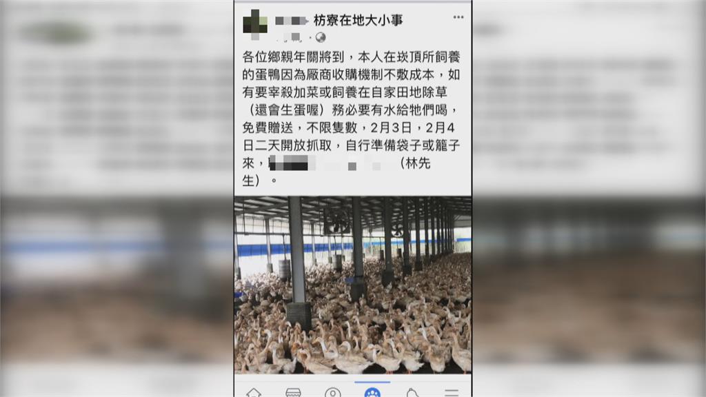 好康? 想領免費蛋鴨 竟被小貨車全數載走