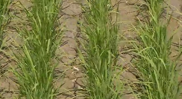 快新聞／台東池上鄉「稻田龜裂」！農民：若繼續不下雨　恐影響水稻生長