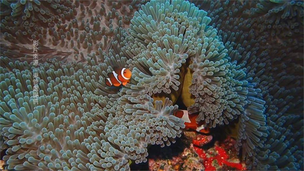 「海底忙什麼」紀錄片 一窺珍貴海洋生物世界