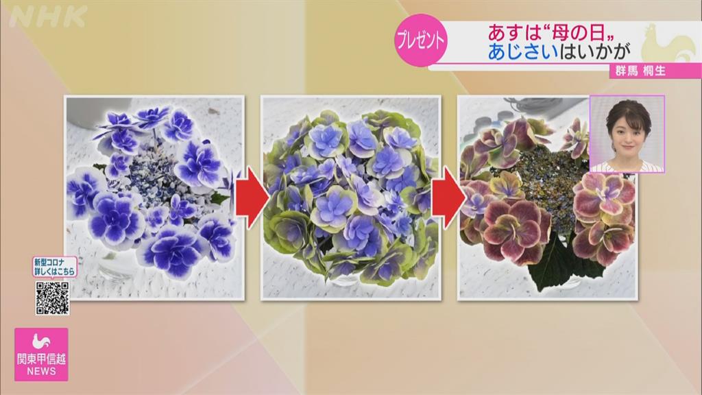 日本母親節新流行 不送康乃馨改送繡球花