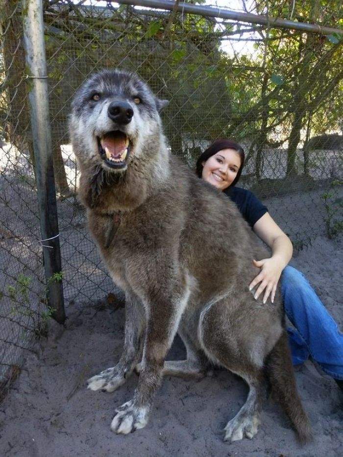 爆紅 保護區內的巨大狼犬 是狼跟德牧 雪橇犬的混血 民視新聞網